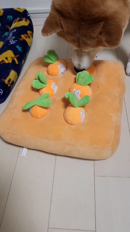 にんじんの知育ゲームをする犬