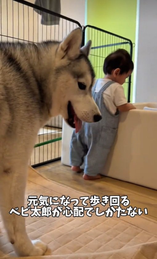 赤ちゃんが心配なスノウくん