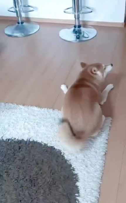 大喜びで後ずさり！？