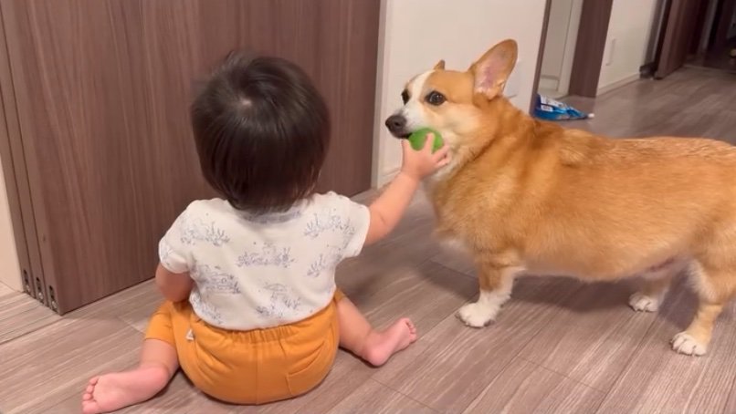 おもちゃを取られる犬