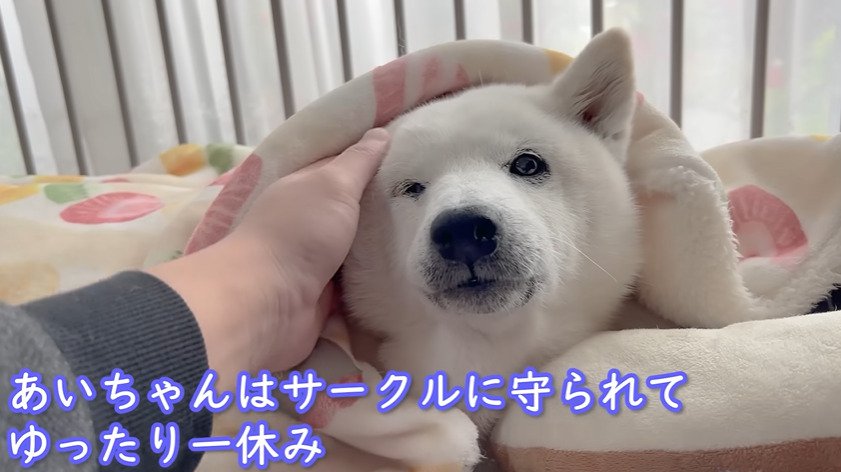 毛布にくるまる犬