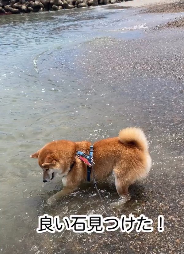 石を見つけた海くん