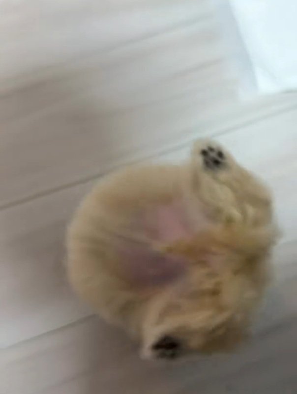 回転するきびちゃん