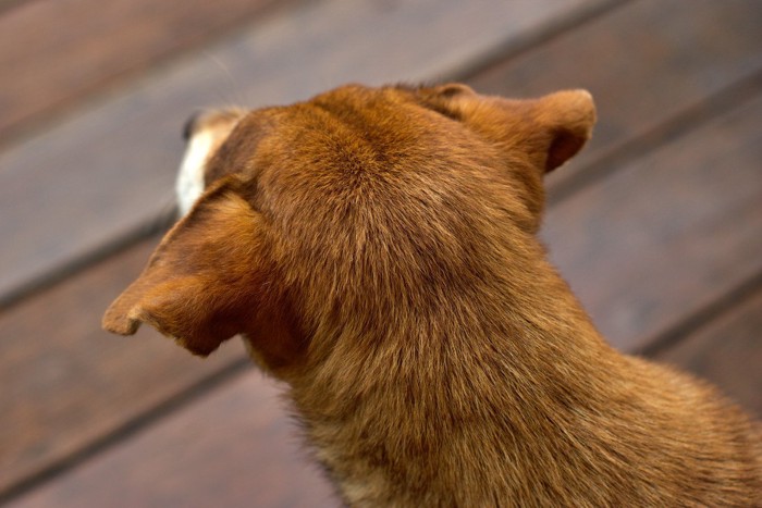 犬の後頭部