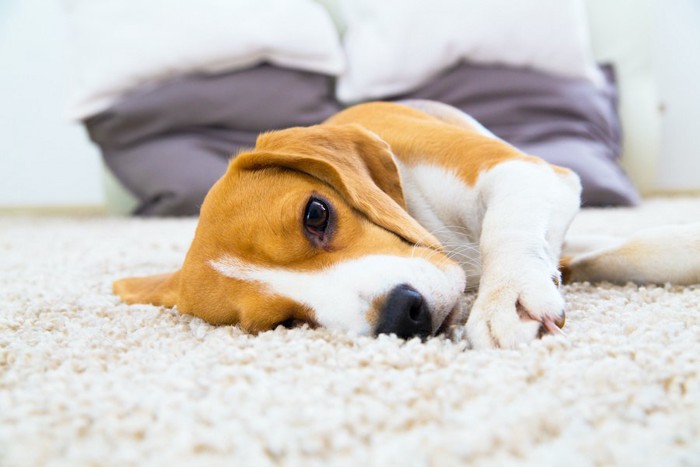 カーペットの上で横になってくつろぐ犬