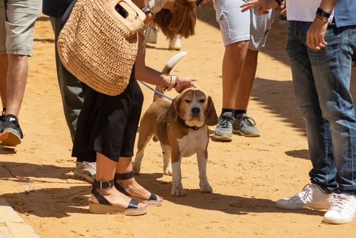 触られるのを嫌がる犬