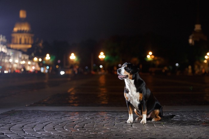 夜の街で座る犬