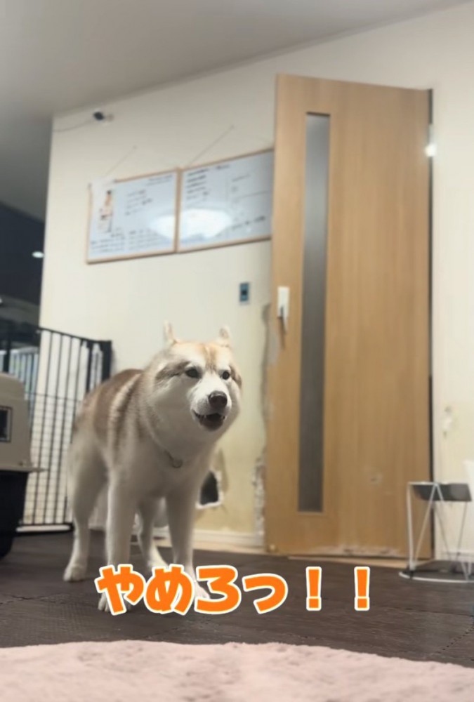 吠えるハスキー