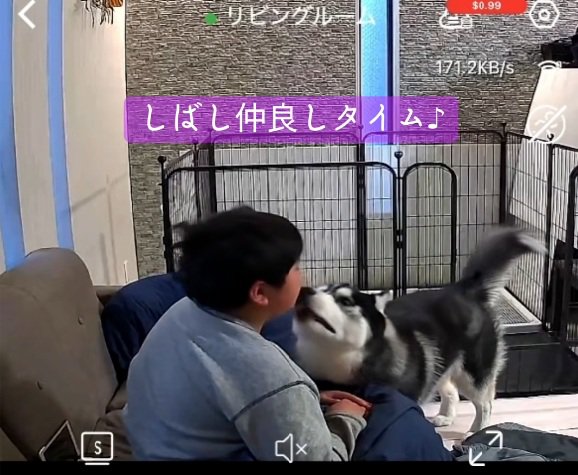 顔を舐める息子さん