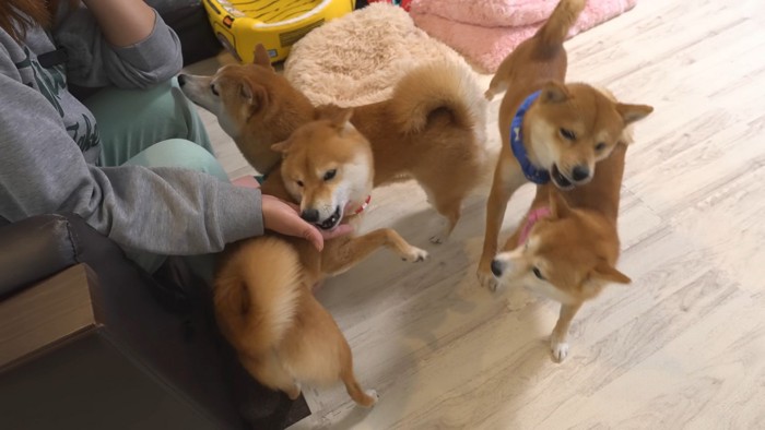 お兄ちゃんが帰省した時の豆柴4兄妹