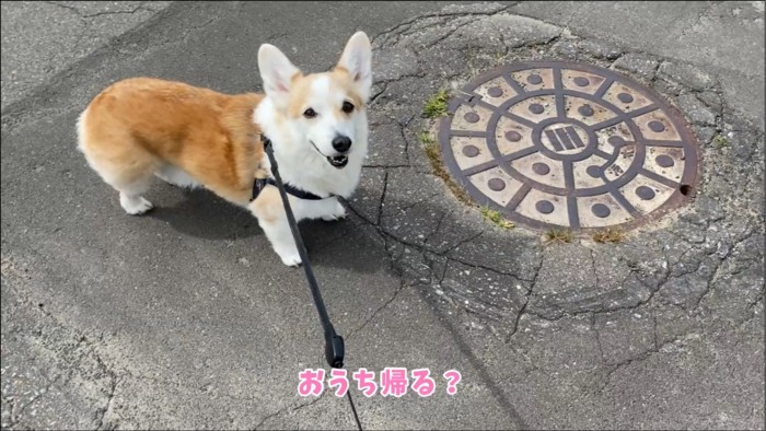 横を向く犬