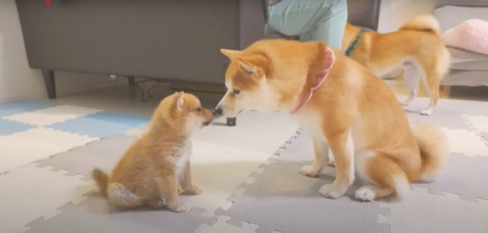 鼻をかぎあう成犬と子犬