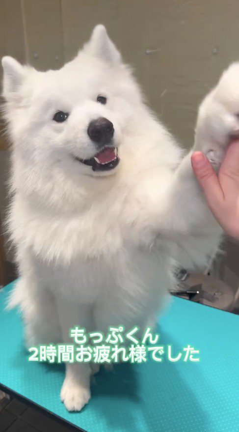 スタッフとハイタッチする犬