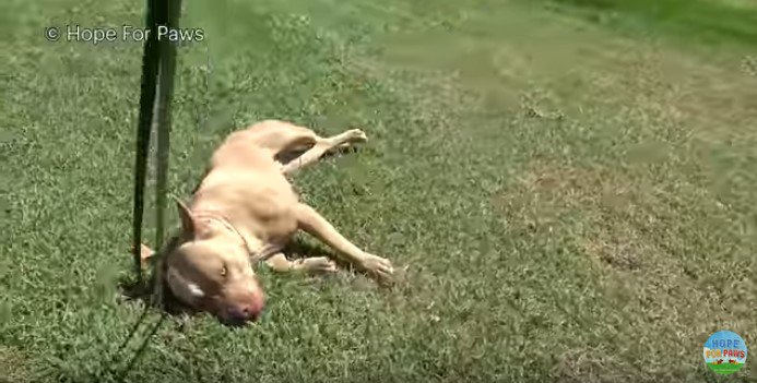 疲れ切って地面に倒れる犬