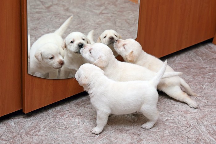 鏡で遊ぶラブラドールの子犬たち