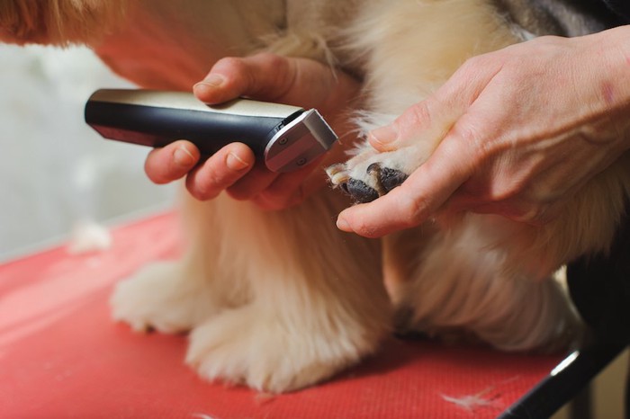 バリカンで犬の足を手入れする人の手