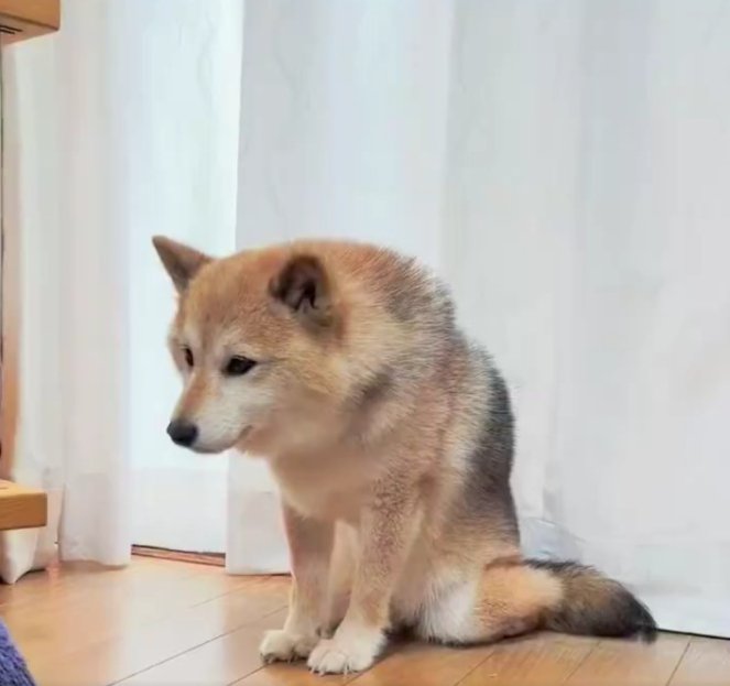 柴犬