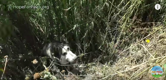 聞き耳を立てる犬