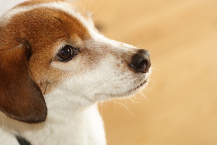 白茶の犬の横顔