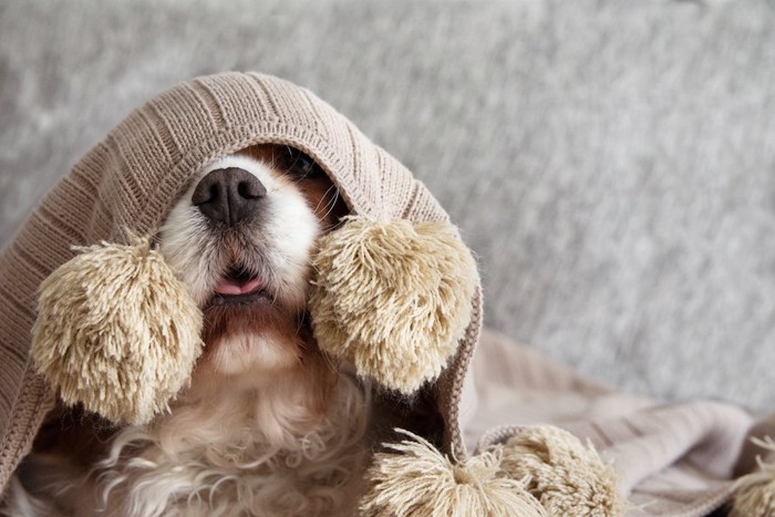 ブランケットに隠れて舌を出している犬