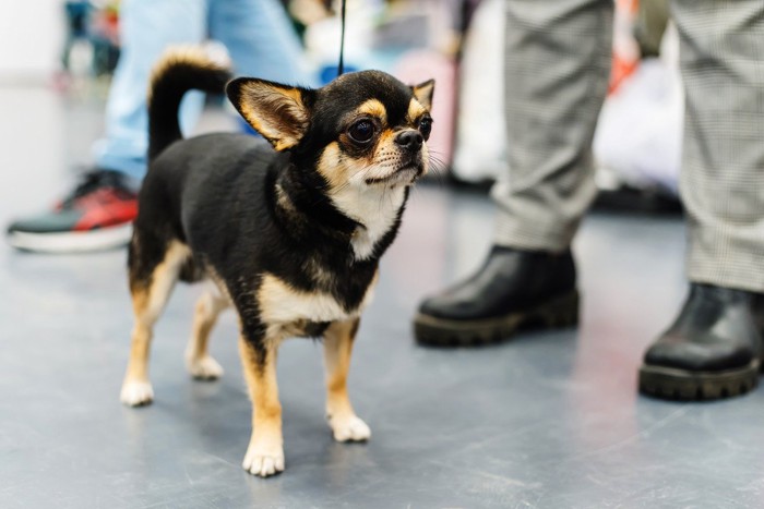 人混みで怖がって固まる犬