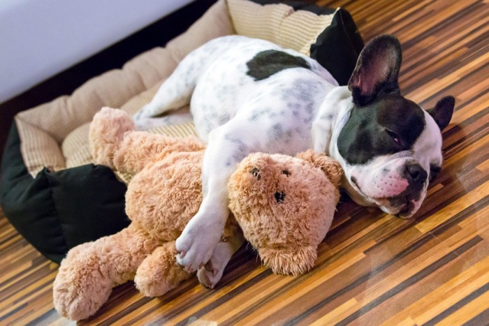 ぬいぐるみを抱きしめて眠る犬