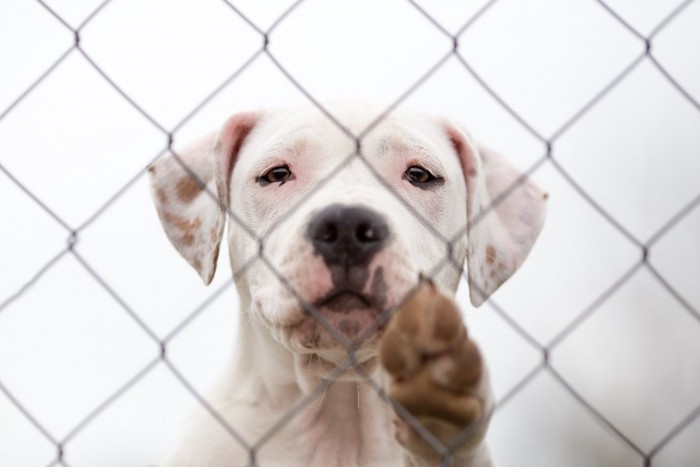 ケージの中の白い犬