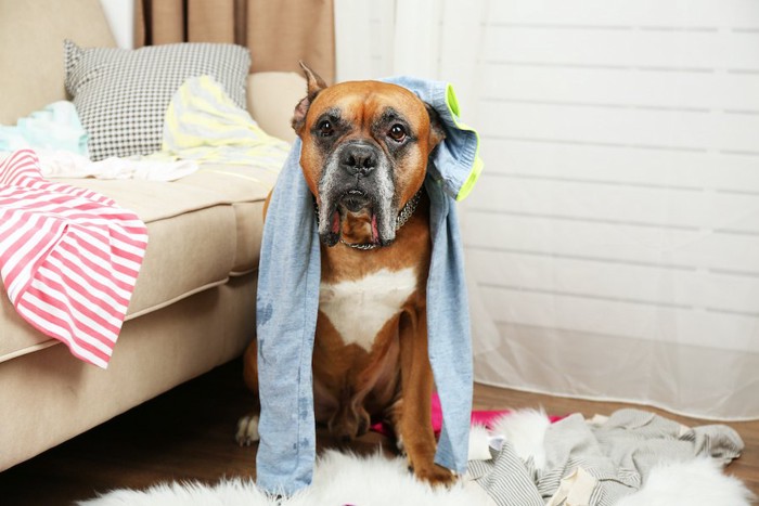 飼い主の服を散らかして遊ぶ犬