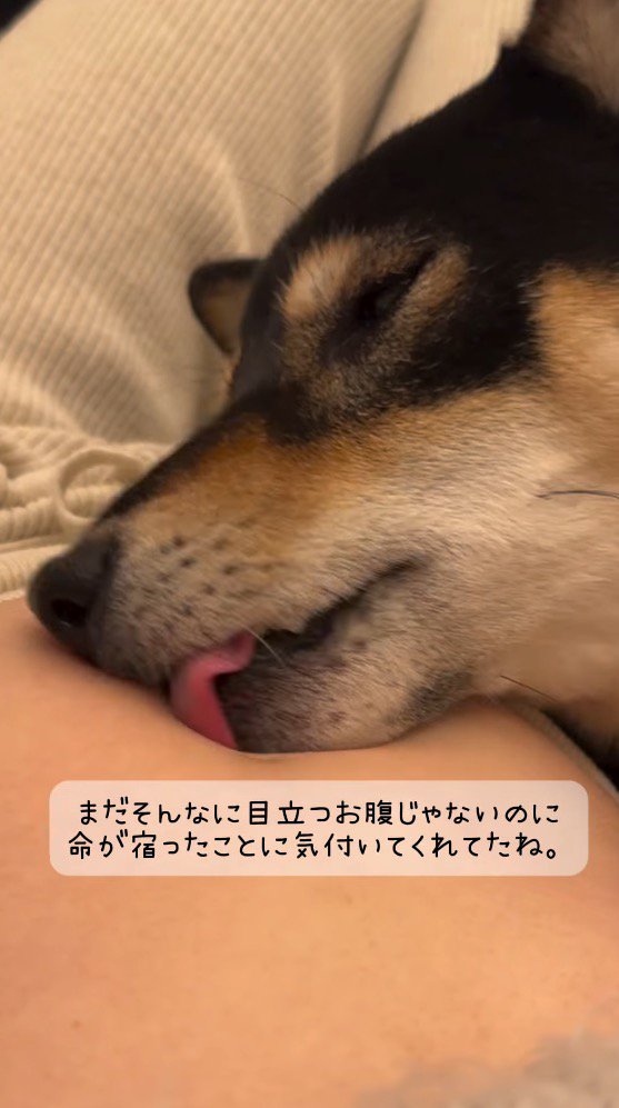 女性のお腹を舐める黒い犬