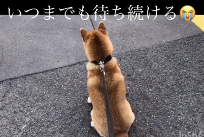 座り込んで動かない犬