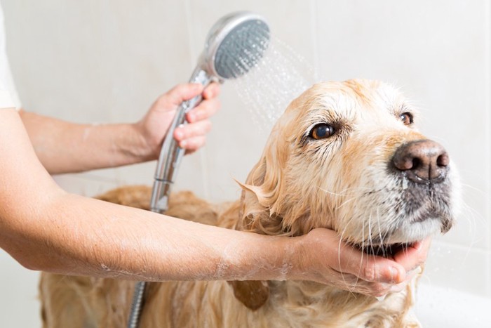 シャワーを使って洗われている犬