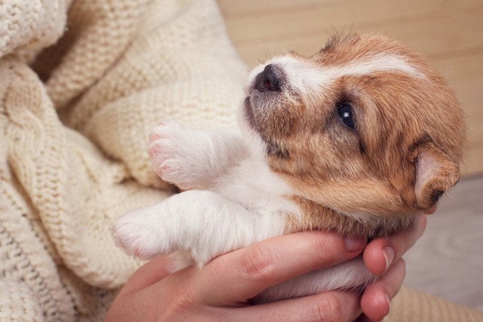 両手で抱かれる子犬