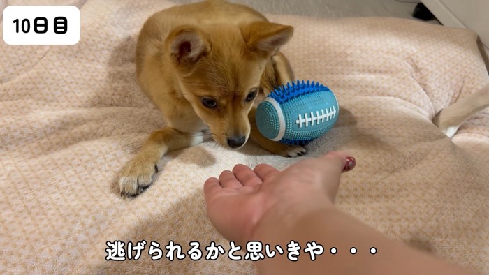 クンクンしてくれるようになった