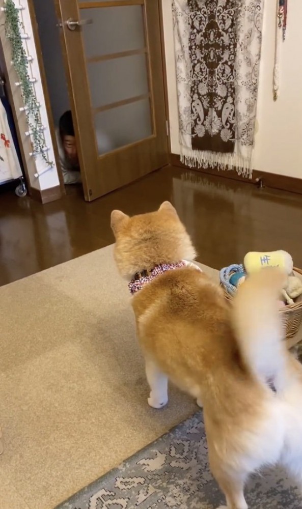 「やっぱりお父さん！！」