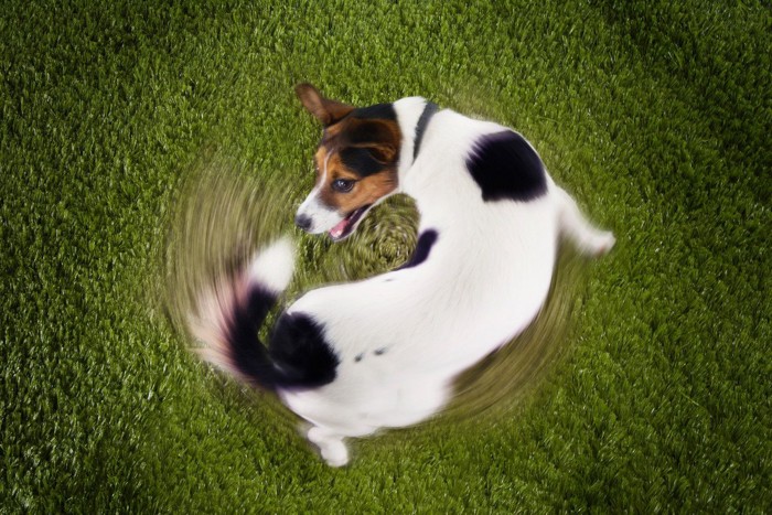回る犬