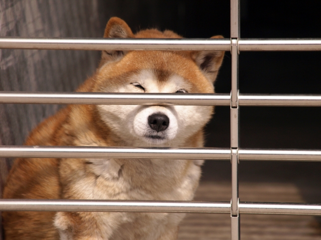 金網からこっちを見ている柴犬