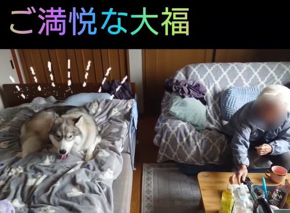 ご満悦な大福くん