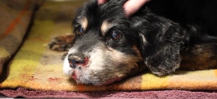 毛布の上に鼻血を出した犬