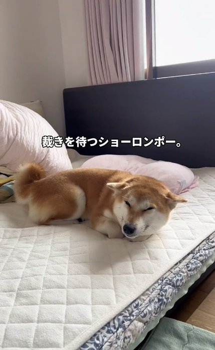 薄目を開けるショーロンポーちゃん