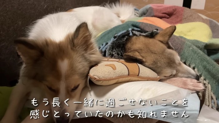 寄り添うタナちゃん