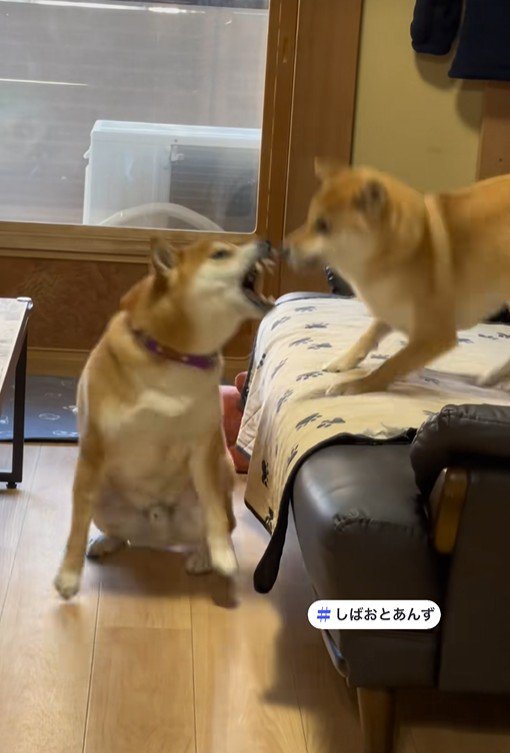 ついにブチギレ!!