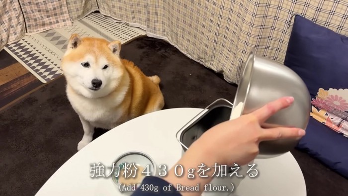 キラキラの目で材料を凝視