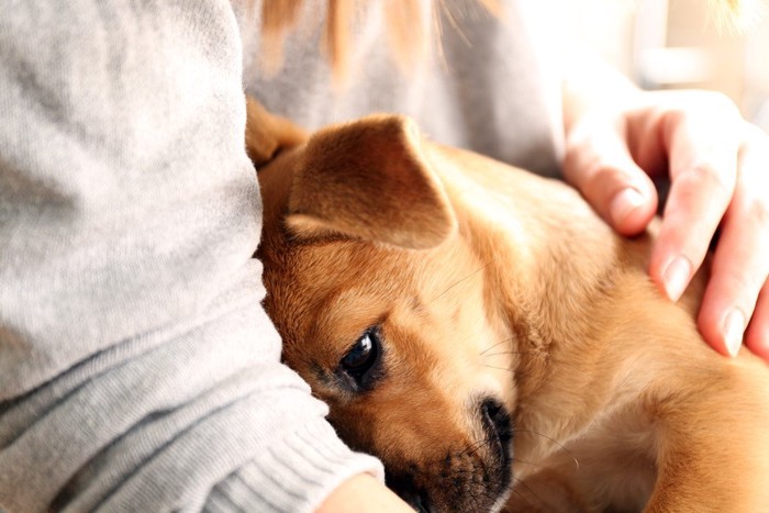 飼い主に甘える子犬