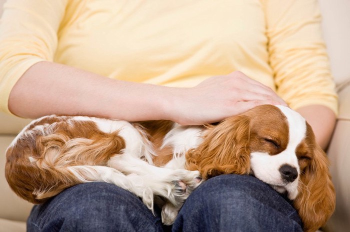 人の膝で寝る犬