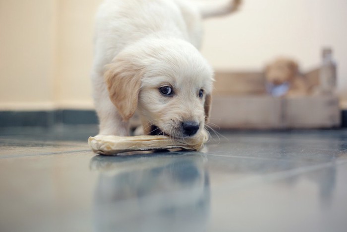 おやつをくわえようとしている子犬