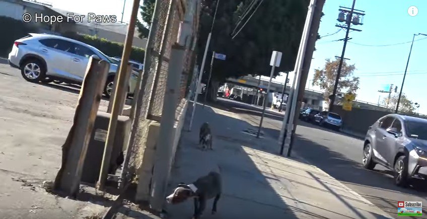 駐車場へ誘導される犬