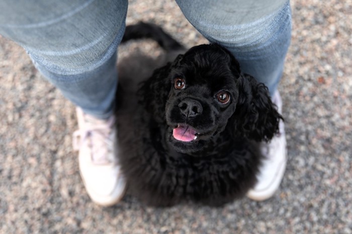 足の間から笑顔で見上げる犬