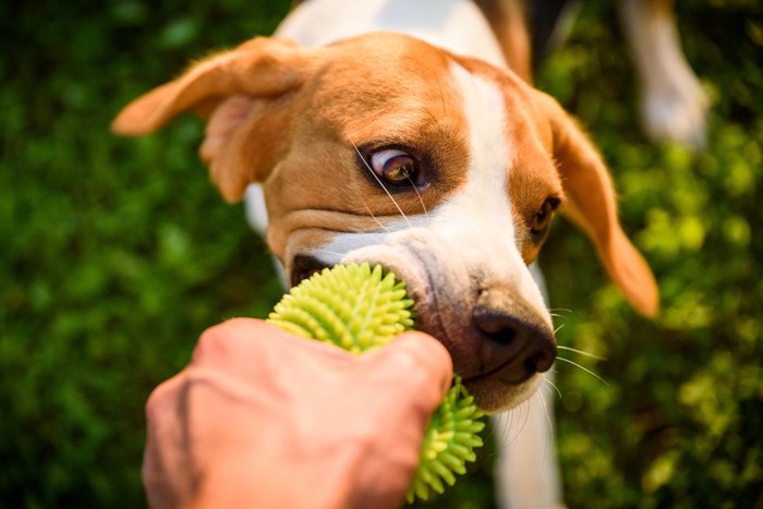 オモチャを離さない犬