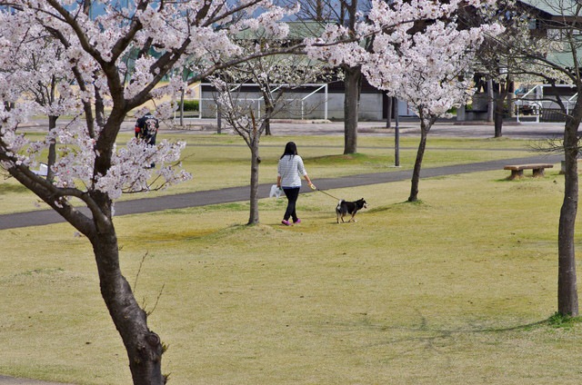 公園で散歩する姿