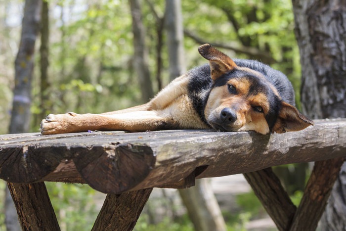 ダルそうにしている犬